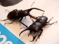 ノコギリクワガタ コクワガタ